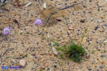 Sixalix atropurpurea (Scabiosa maritima):  Vedovina marittima