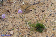 Sixalix atropurpurea (Scabiosa maritima):  Vedovina marittima