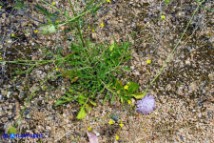 Sixalix atropurpurea (Scabiosa maritima):  Vedovina marittima