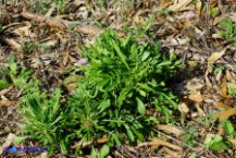 Sixalix atropurpurea (Scabiosa maritima):  Vedovina marittima