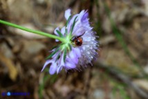 Sixalix atropurpurea (Scabiosa maritima):  Vedovina marittima con Ragnetto napoleone