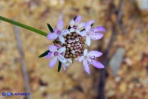 Sixalix atropurpurea (Scabiosa maritima):  Vedovina marittima