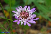 Sixalix atropurpurea (Scabiosa maritima):  Vedovina marittima