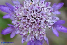 Sixalix atropurpurea (Scabiosa maritima):  Vedovina marittima