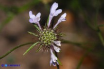 Sixalix atropurpurea (Scabiosa maritima):  Vedovina marittima