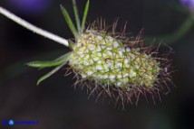 Sixalix atropurpurea (Scabiosa maritima):  Vedovina marittima in fase di fruttificazione