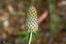 Sixalix atropurpurea (Scabiosa maritima):  Vedovina marittima in fase di fruttificazione