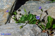 Solenopsis laurentia (Laurenzia comune)