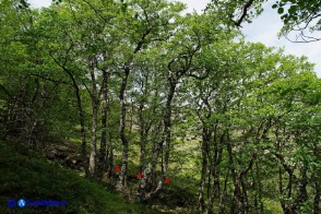 Sorbus aria (Sorbo montano)