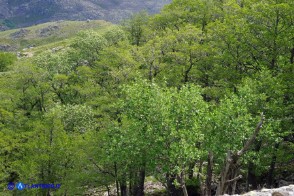 Sorbus aria (Sorbo montano)