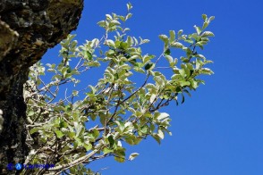 Sorbus aria (Sorbo montano)