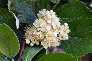 Sorbus aria (Sorbo montano)