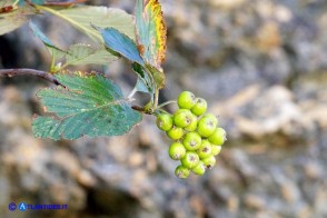 Sorbus aria (Sorbo montano)