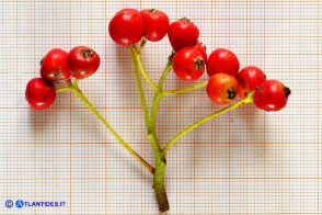 Sorbus aria (Sorbo montano)