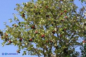 Sorbus aria (Sorbo montano)