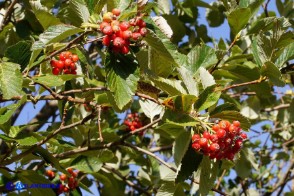 Sorbus aria (Sorbo montano)