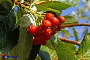 Sorbus aria (Sorbo montano)