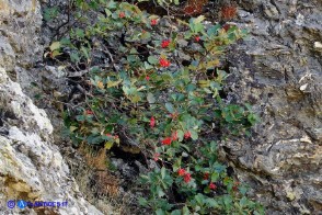 Sorbus aria (Sorbo montano)