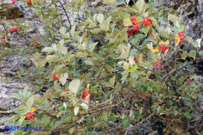 Sorbus aria (Sorbo montano)