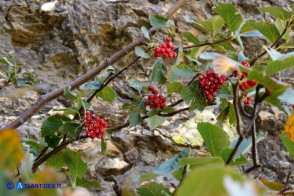 Sorbus aria (Sorbo montano)