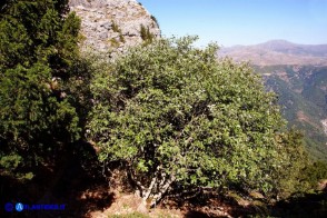 Sorbus graeca (Sorbo meridionale)