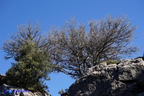 Sorbus graeca (Sorbo meridionale)