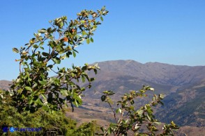 Sorbus graeca (Sorbo meridionale)