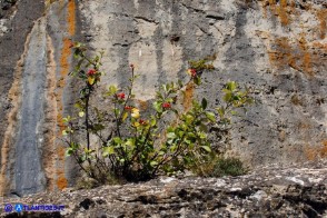 Sorbus graeca (Sorbo meridionale)