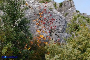 Sorbus graeca (Sorbo meridionale)