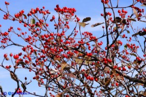 Sorbus graeca (Sorbo meridionale)