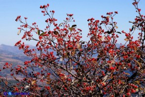 Sorbus graeca (Sorbo meridionale)