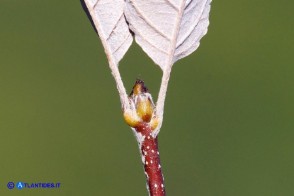 Sorbus graeca (Sorbo meridionale)