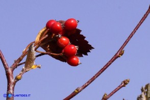 Sorbus graeca (Sorbo meridionale)