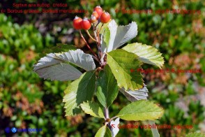 Sorbus graeca (Sorbo meridionale)