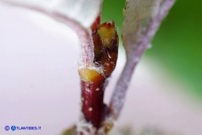 Sorbus graeca (Sorbo meridionale)