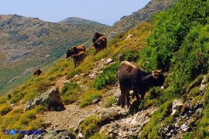 Bruncu Spina: sorgente "La Cascatella" quota 1700 m s.l.m.  Mucche all'abbeverata
