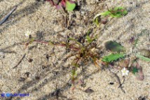 Spergula arvensis (Renaiola comune dei campi)