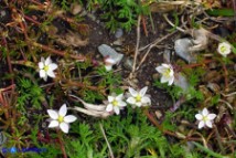 Spergula arvensis (Renaiola comune dei campi)