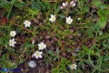 Spergula arvensis (Renaiola comune dei campi)