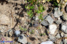 Spergula arvensis (Renaiola comune dei campi)