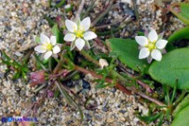 Spergula arvensis (Renaiola comune dei campi)
