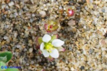 Spergula arvensis (Renaiola comune dei campi)