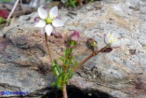 Spergula arvensis (Renaiola comune dei campi)