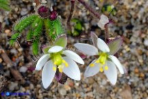 Spergula arvensis (Renaiola comune dei campi)