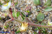 Spergula arvensis (Renaiola comune dei campi)