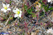 Spergula arvensis (Renaiola comune dei campi)