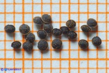 Spergula arvensis (Renaiola comune dei campi): i semi