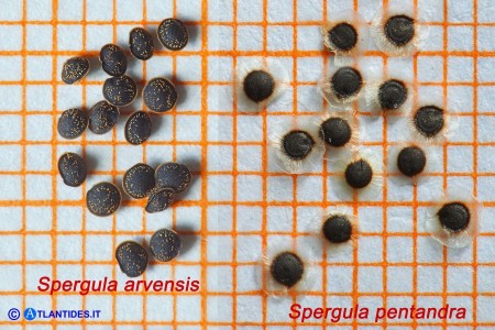 Spergula arvensis (Renaiola comune) e Spergula pentandra (Renaiola a cinque stami): i semi