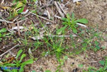 Spergula arvensis s.l. (Renaiola comune ginocchiata)