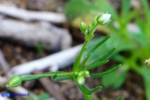 Spergula arvensis s.l. (Renaiola comune ginocchiata)